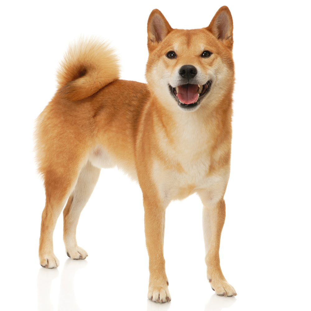 shiba